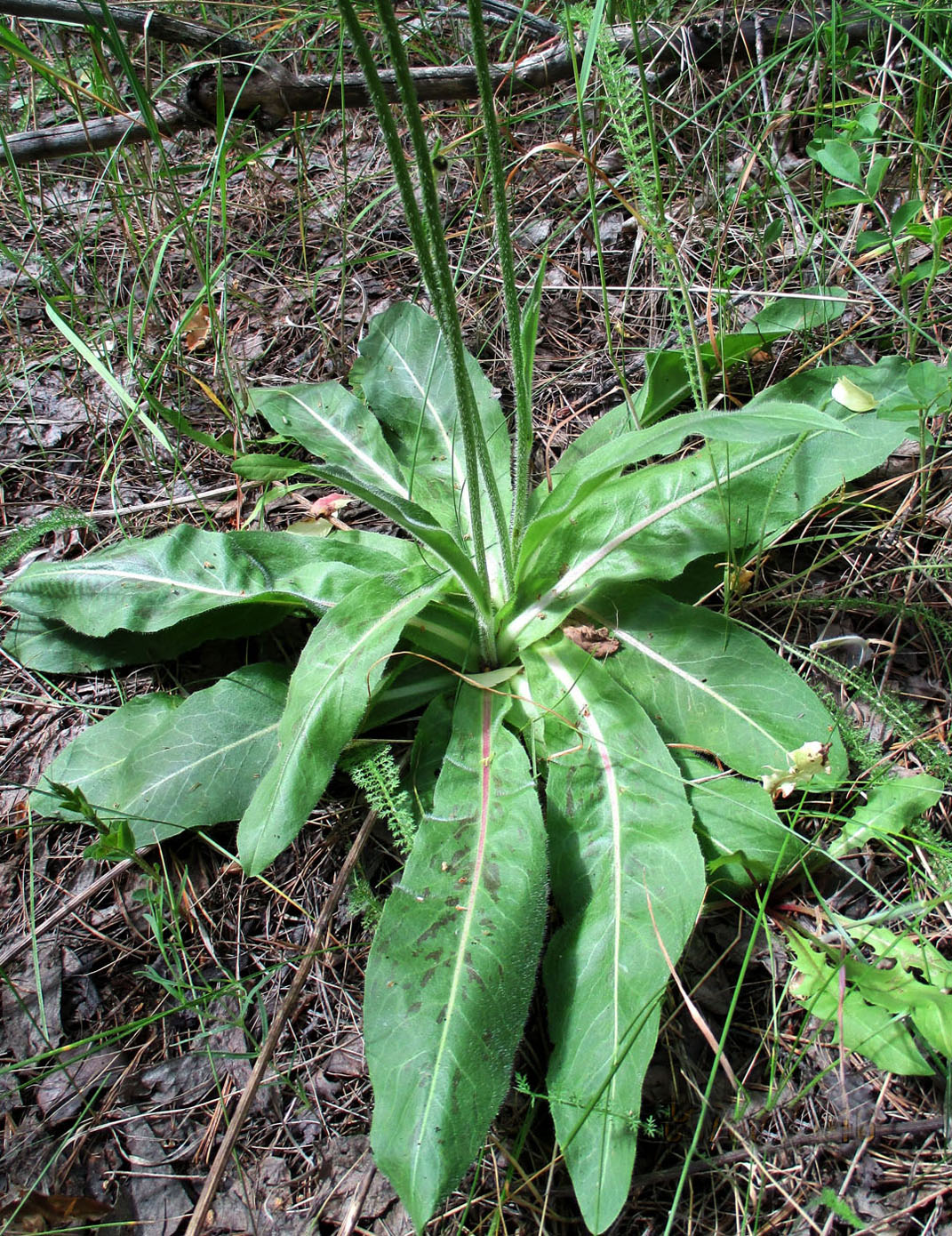 Image of Trommsdorffia maculata specimen.