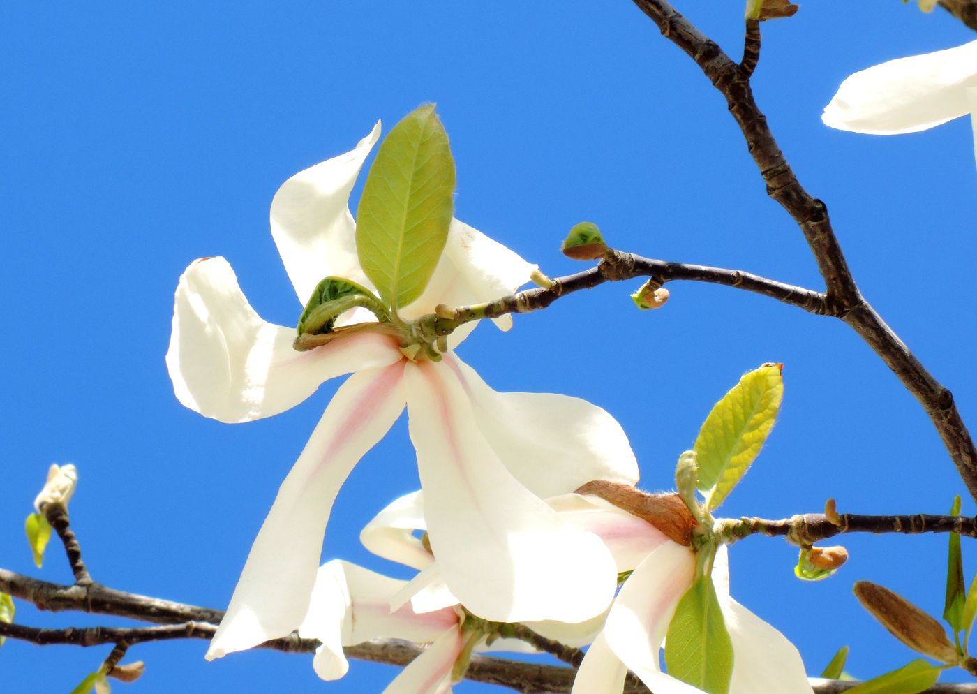 Image of Magnolia kobus specimen.