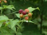 Rubus occidentalis. Верхушка плодоносящего побега. Чувашия, окр. г. Шумерля, урочище \"Берёзовая роща\". 22.07.2018.