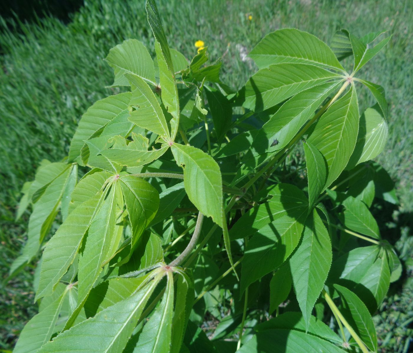 Изображение особи Aesculus glabra.