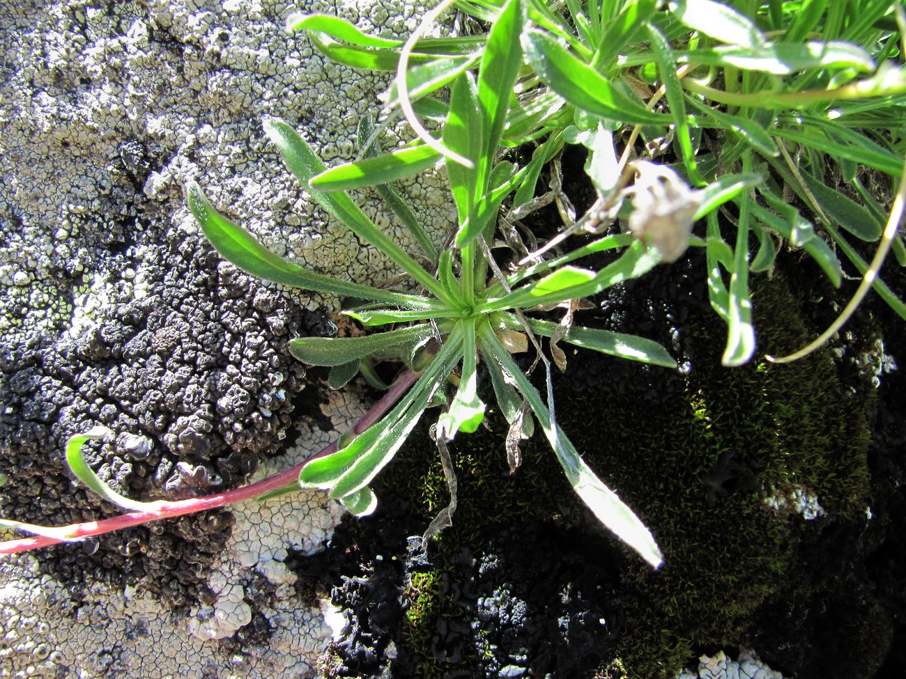 Изображение особи Campanula saxifraga.