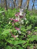 Corydalis cava. Соцветие. Дагестан, Кумторкалинский р-н, хр. Нарат-Тюбе, лес. 24.04.2019.