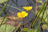 Nymphoides peltata