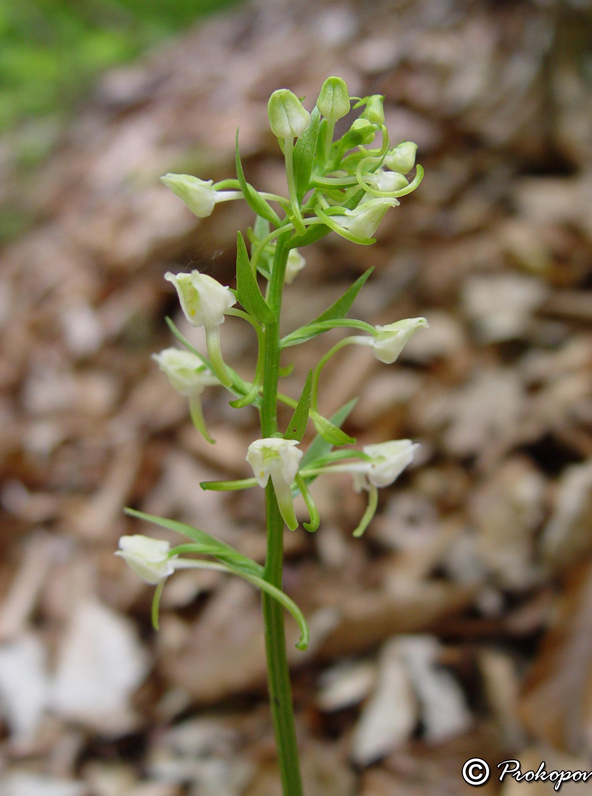 Image of Platanthera chlorantha specimen.