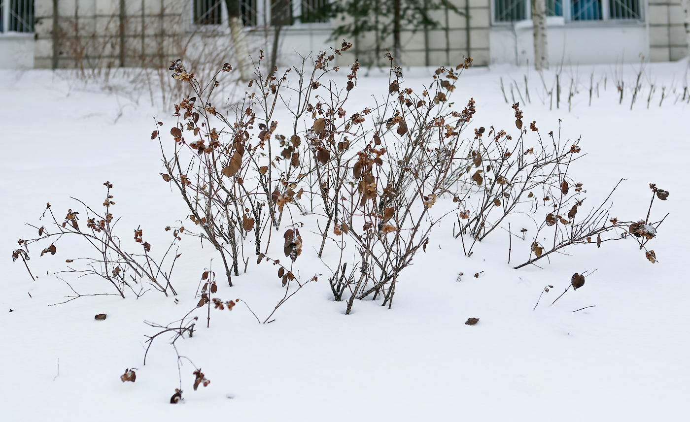 Image of Symphoricarpos albus var. laevigatus specimen.