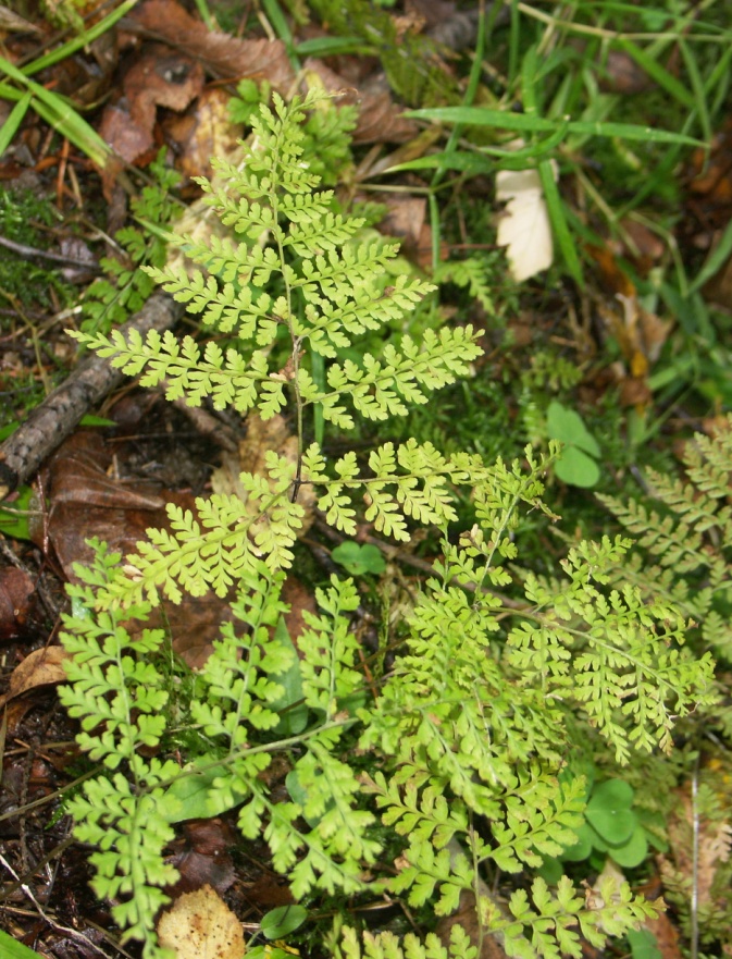 Image of Rhizomatopteris sudetica specimen.