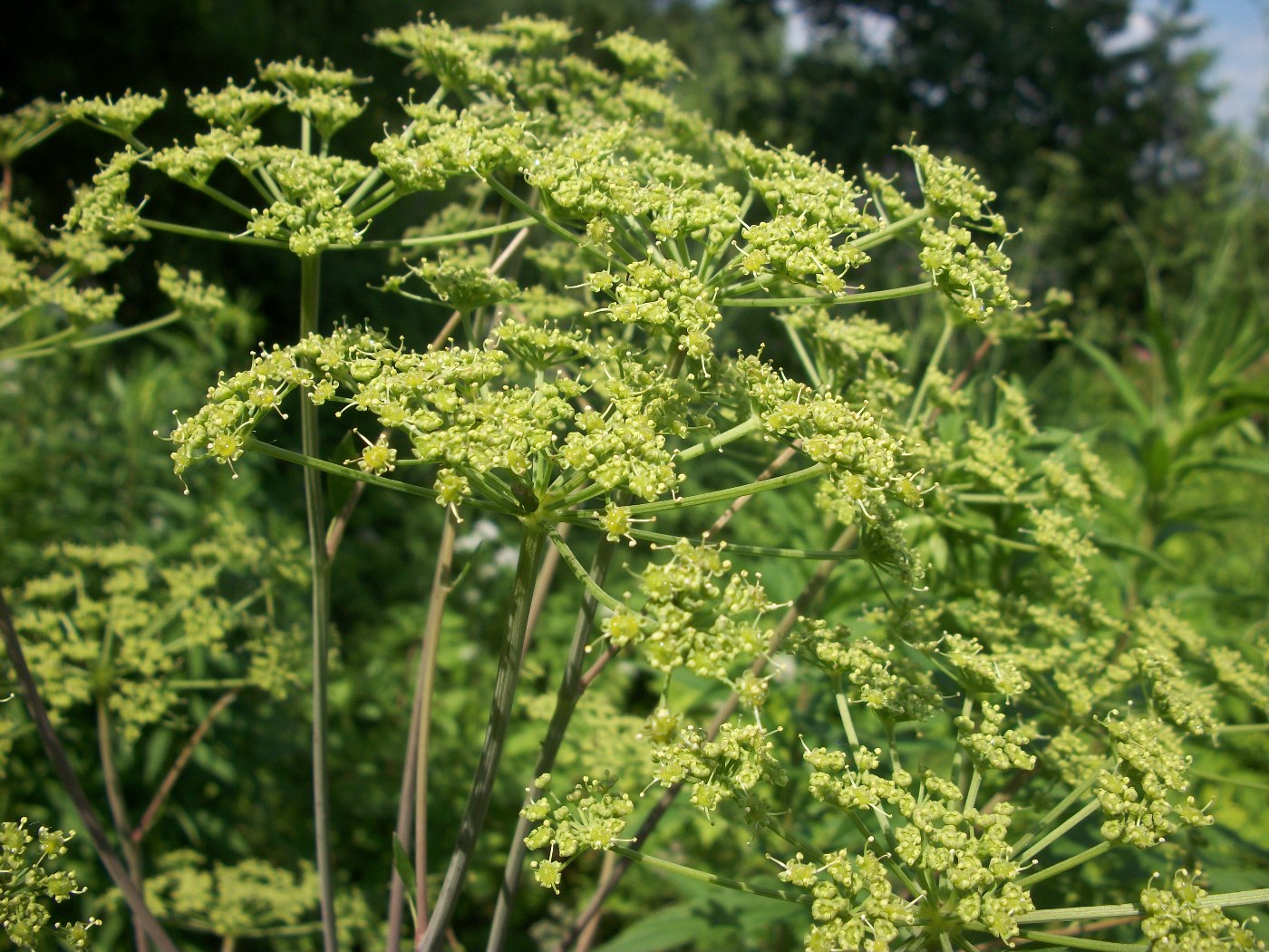 Image of Tommasinia altissima specimen.