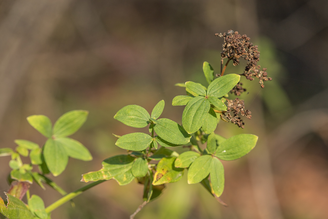 Изображение особи Galium physocarpum.