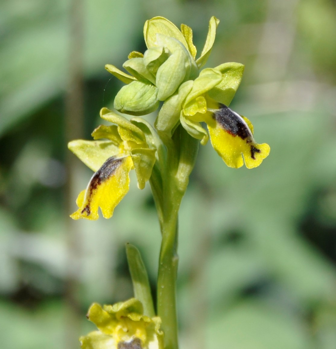 Image of Ophrys lutea ssp. galilaea specimen.