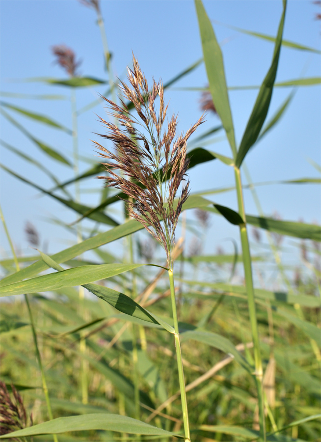 Изображение особи Phragmites australis.