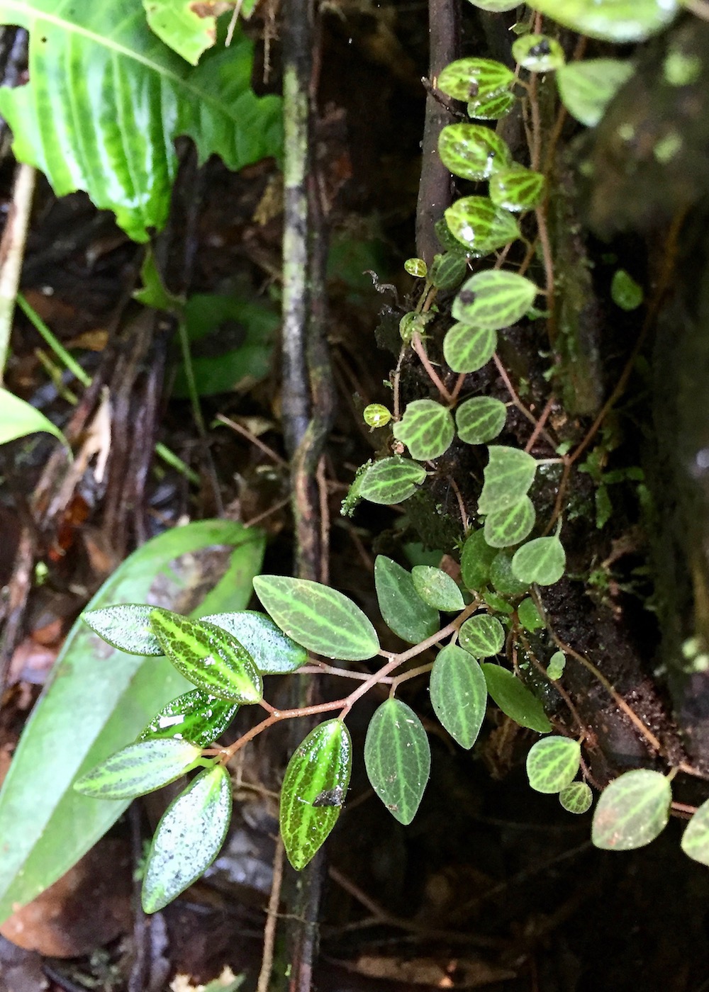 Изображение особи Peperomia jamesoniana.