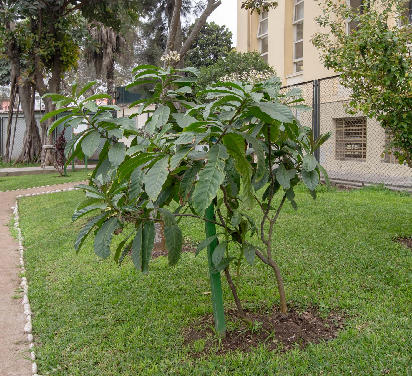 Изображение особи Solanum sessile.