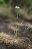 Oenanthe pimpinelloides. Цветущее растение. Южный Берег Крыма, г. Аюдаг, поляна в лиственном лесу. 17.06.2020.
