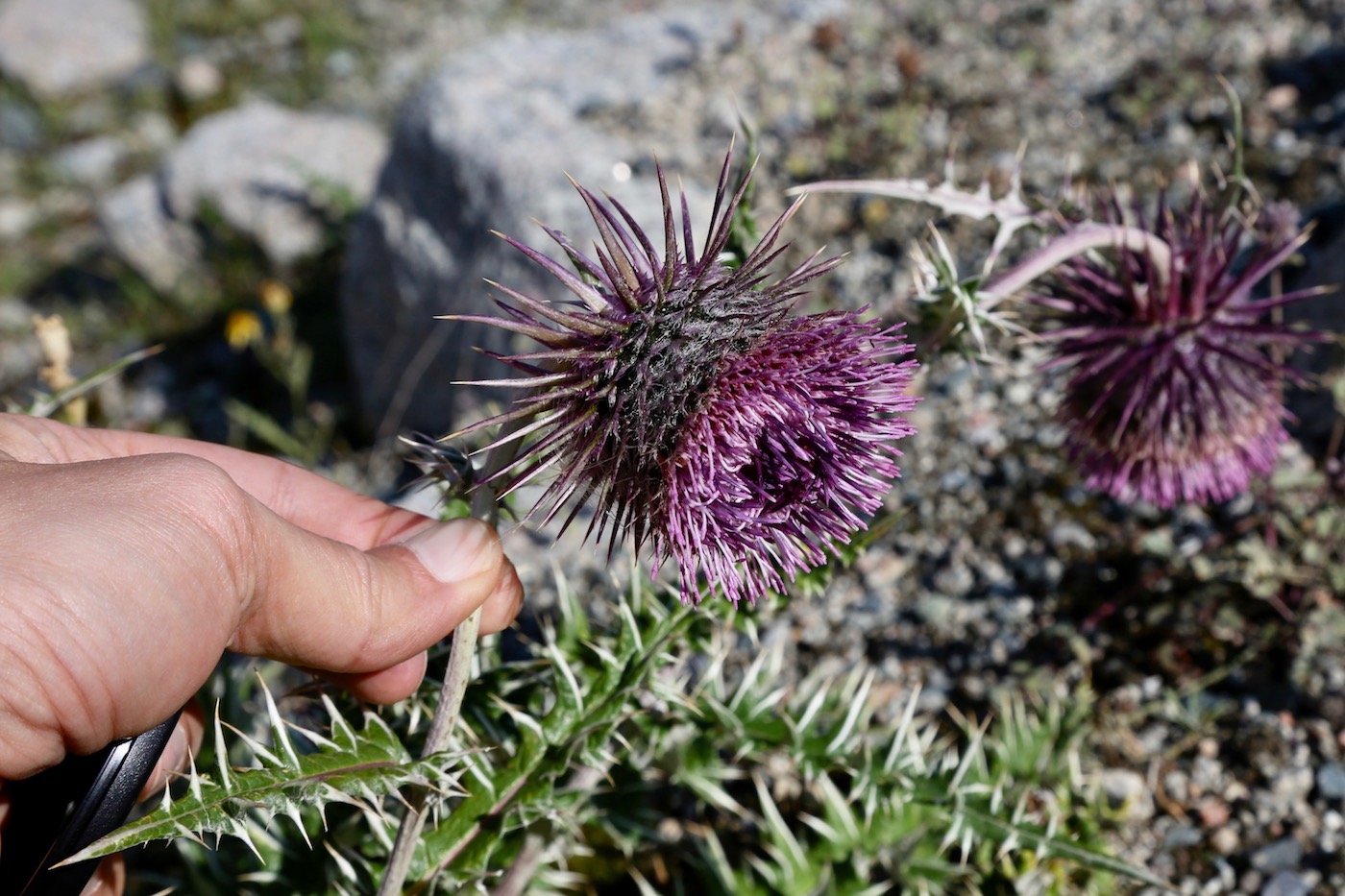 Image of Alfredia nivea specimen.