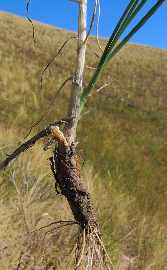 Image of Allium cretaceum specimen.