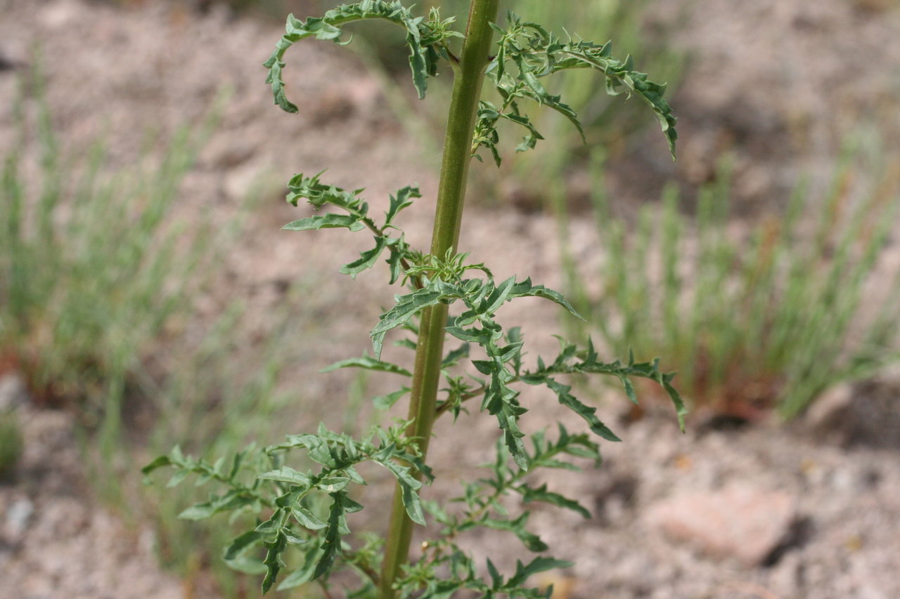 Image of Verbascum roripifolium specimen.