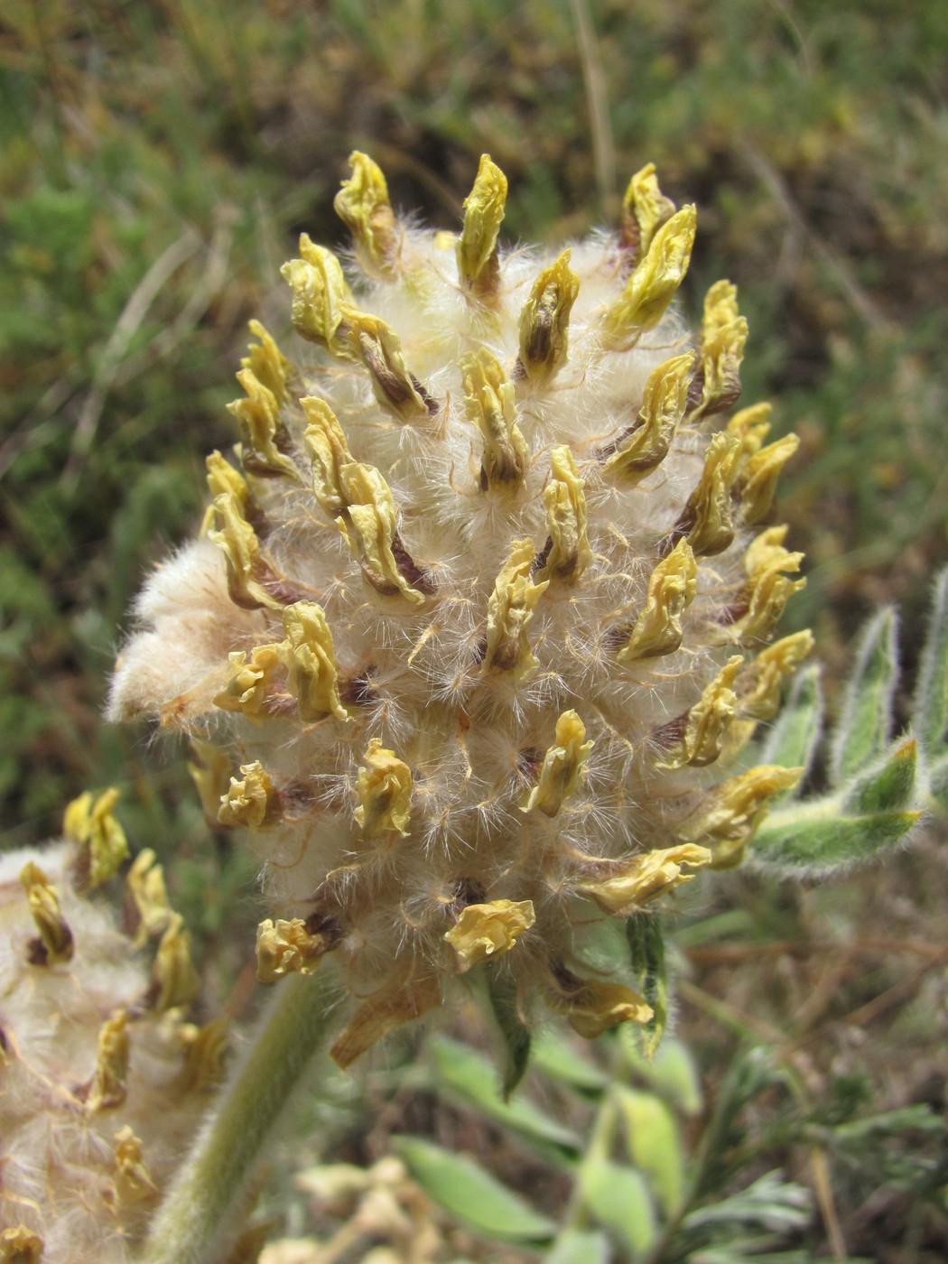 Image of Astragalus maximus specimen.