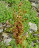 Rumex alpinus