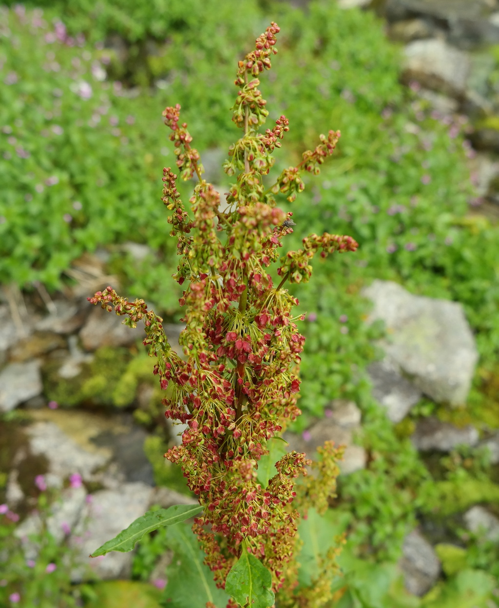 Изображение особи Rumex alpinus.