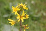 Ligularia sibirica. Соцветия. Республика Алтай, Усть-Канский р-н, заболоченный участок между Белой горой и рекой Чарыш. 27.07.2020.