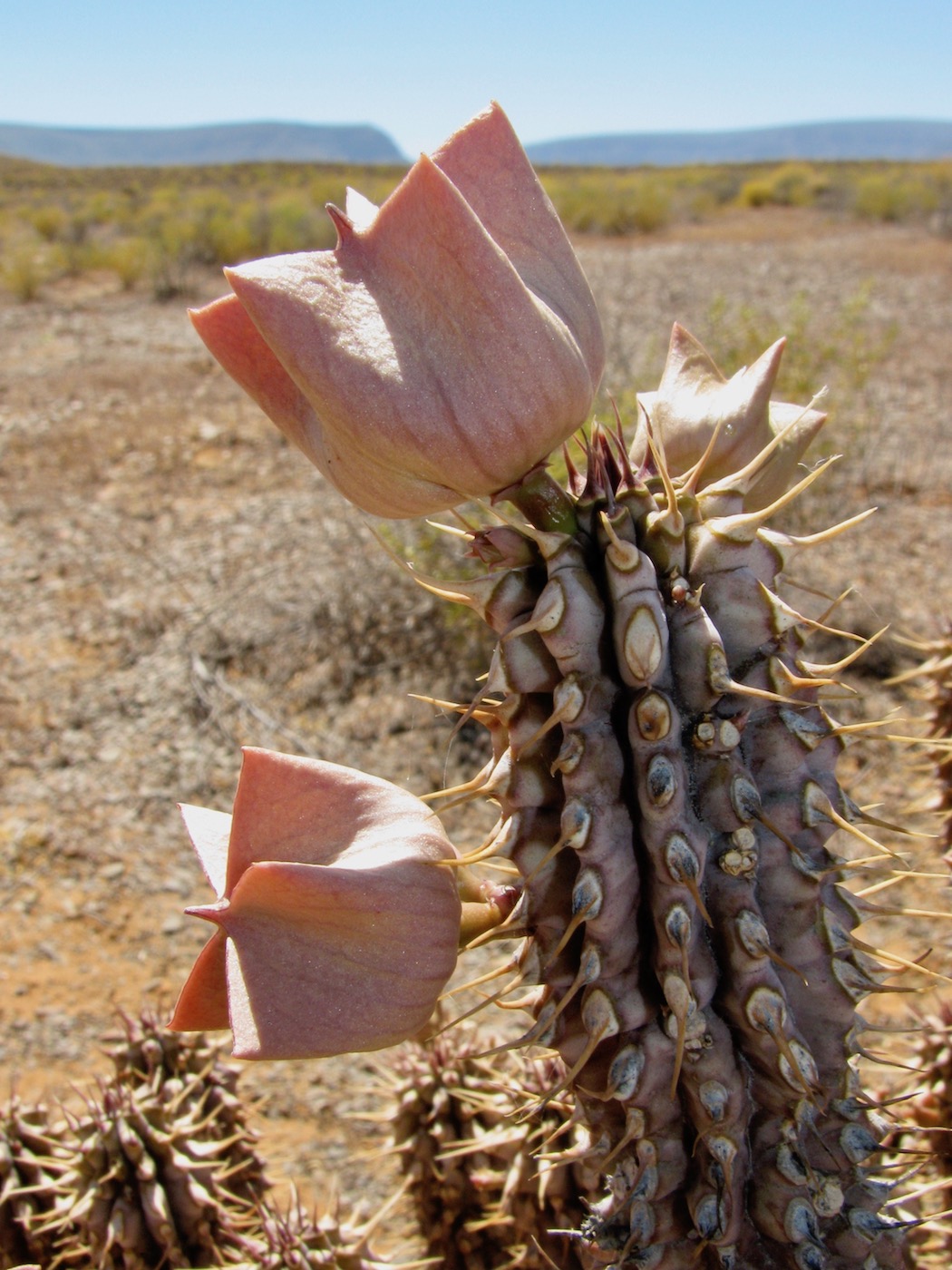 Image of Hoodia gordonii specimen.