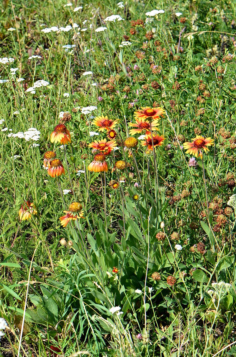 Image of Gaillardia aristata specimen.