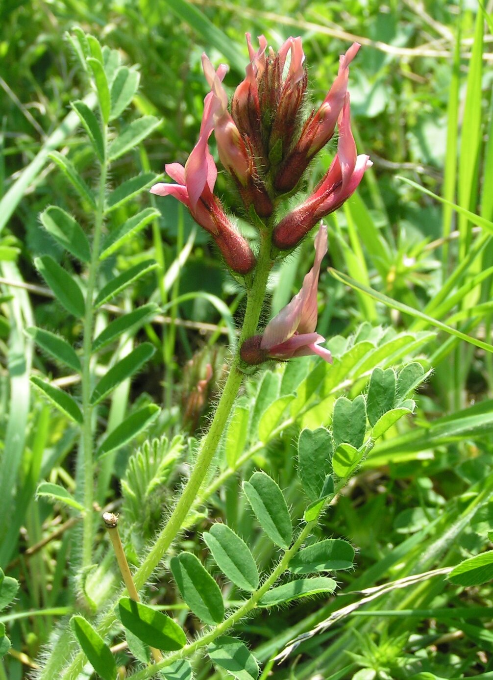 Image of Astragalus suberosus ssp. haarbachii specimen.