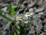 Achillea ptarmica. Соцветие. Татарстан, Зеленодольский р-н, Свияжск, каменистая часть берега р. Свияга. 29.08.2020.