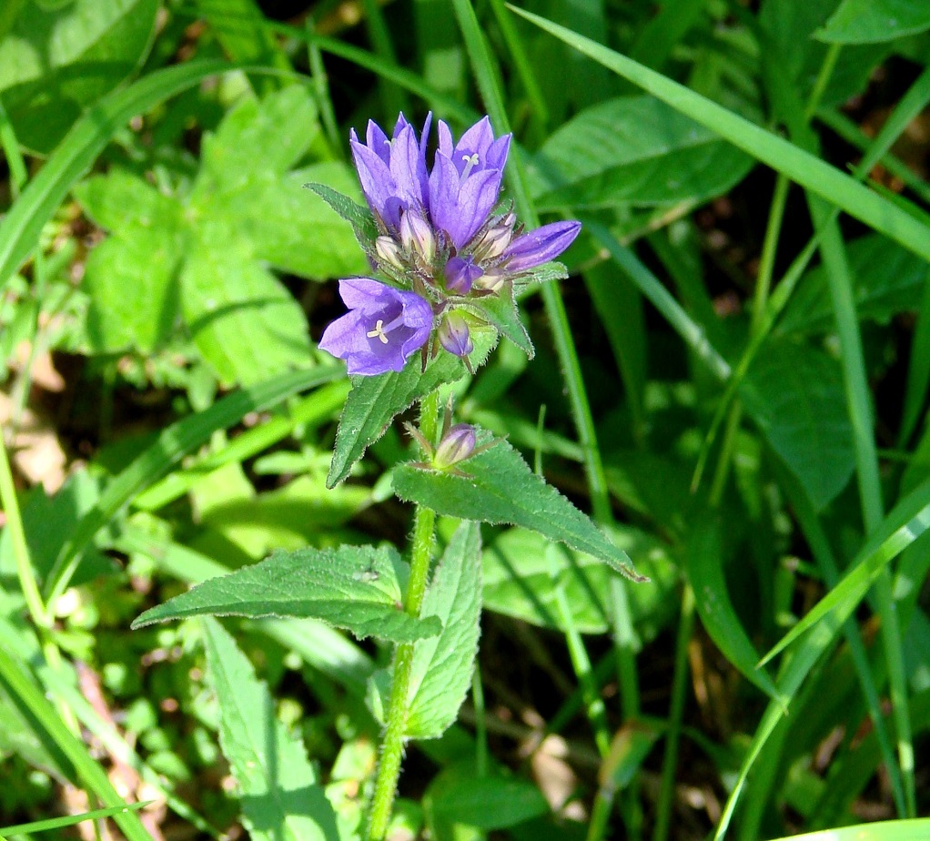 Изображение особи Campanula glomerata.