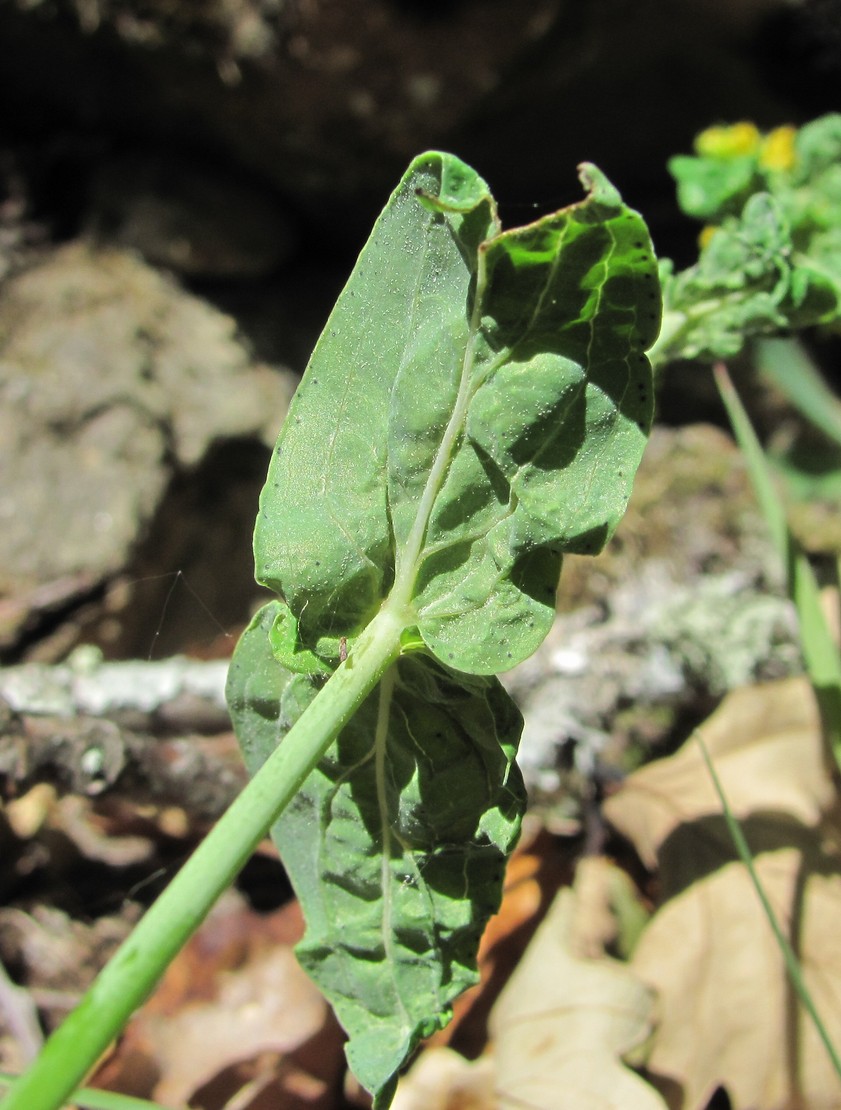 Image of Hypericum maleevii specimen.