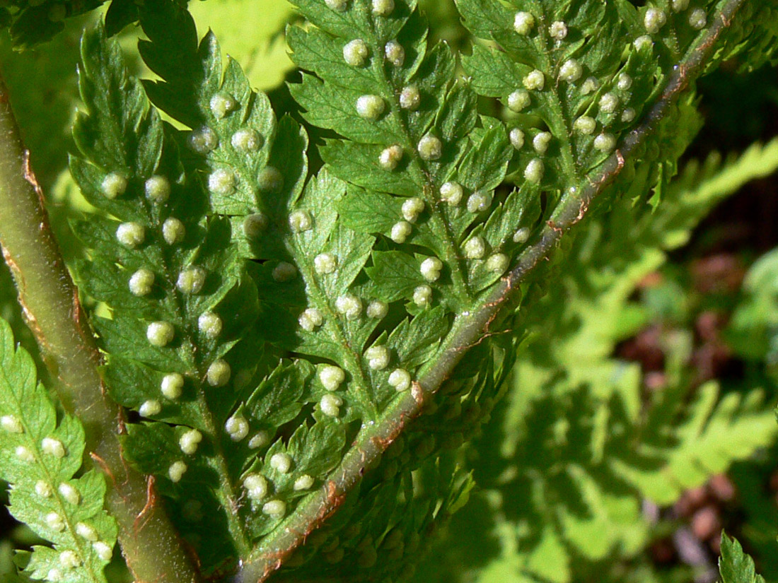 Image of Dryopteris assimilis specimen.