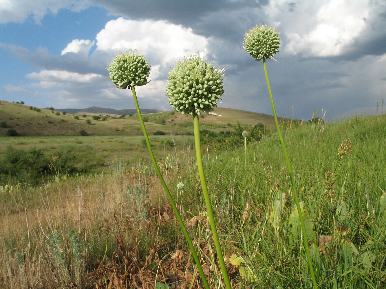 Image of Allium drobovii specimen.