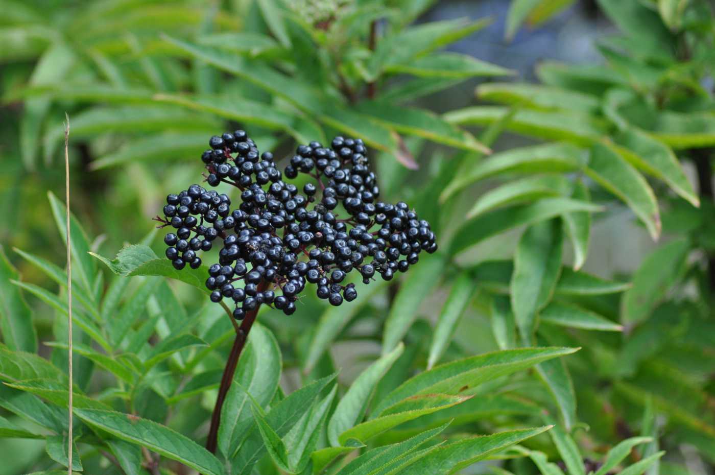 Изображение особи Sambucus ebulus.