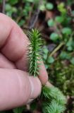 Lycopodium annotinum