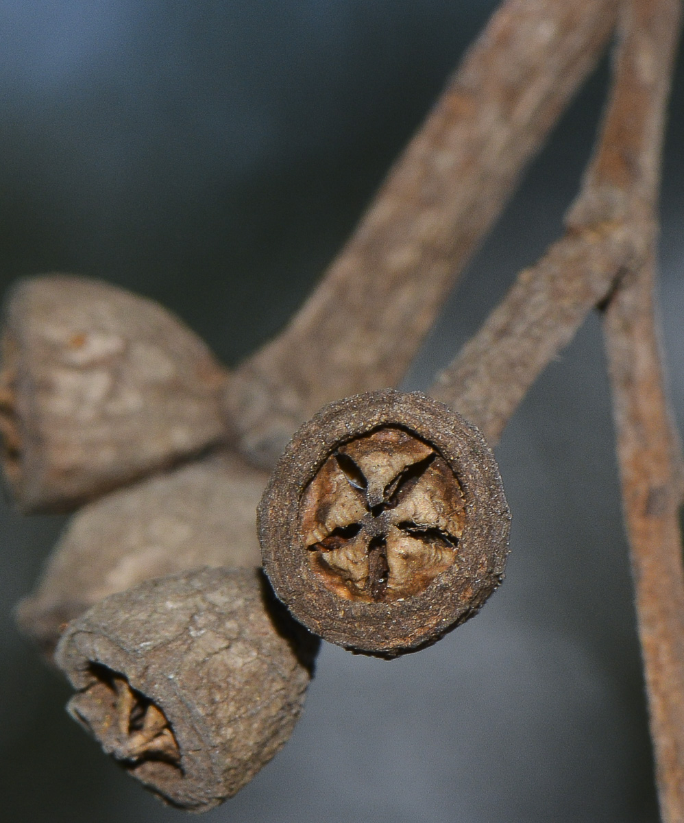 Image of genus Eucalyptus specimen.