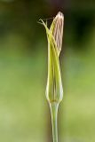 Tragopogon porrifolius подвид longirostris. Соплодие. Израиль, лес Бен-Шемен. 20.04.2019.