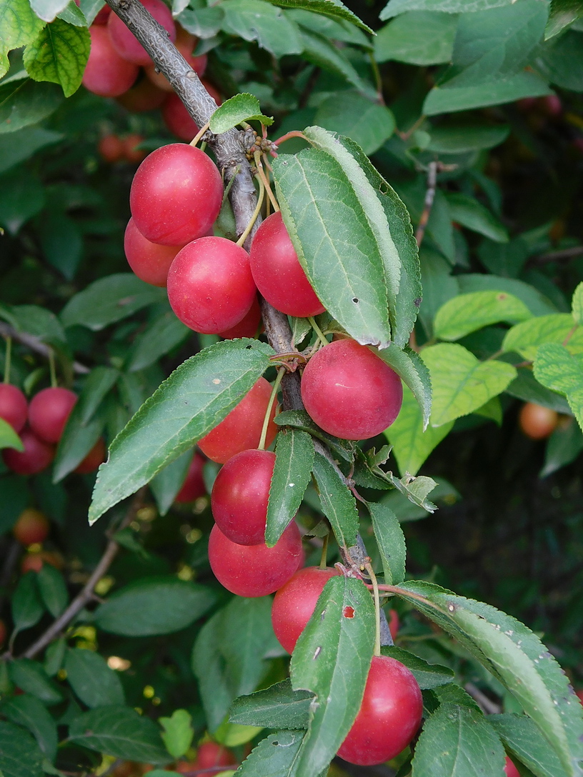 Image of Prunus cerasifera specimen.