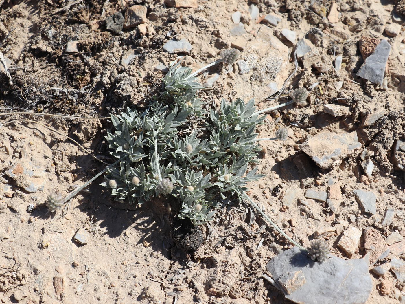 Image of Astragalus centralis specimen.