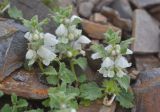 Lamium tomentosum. Цветущее растение. Республика Северная Осетия-Алания, Ирафский р-н, Большой Кавказ, Гуларский хребет, западный отрог горы Казатхох, ≈ 3190 м н.у.м., щебнистая россыпь. 07.07.2021.