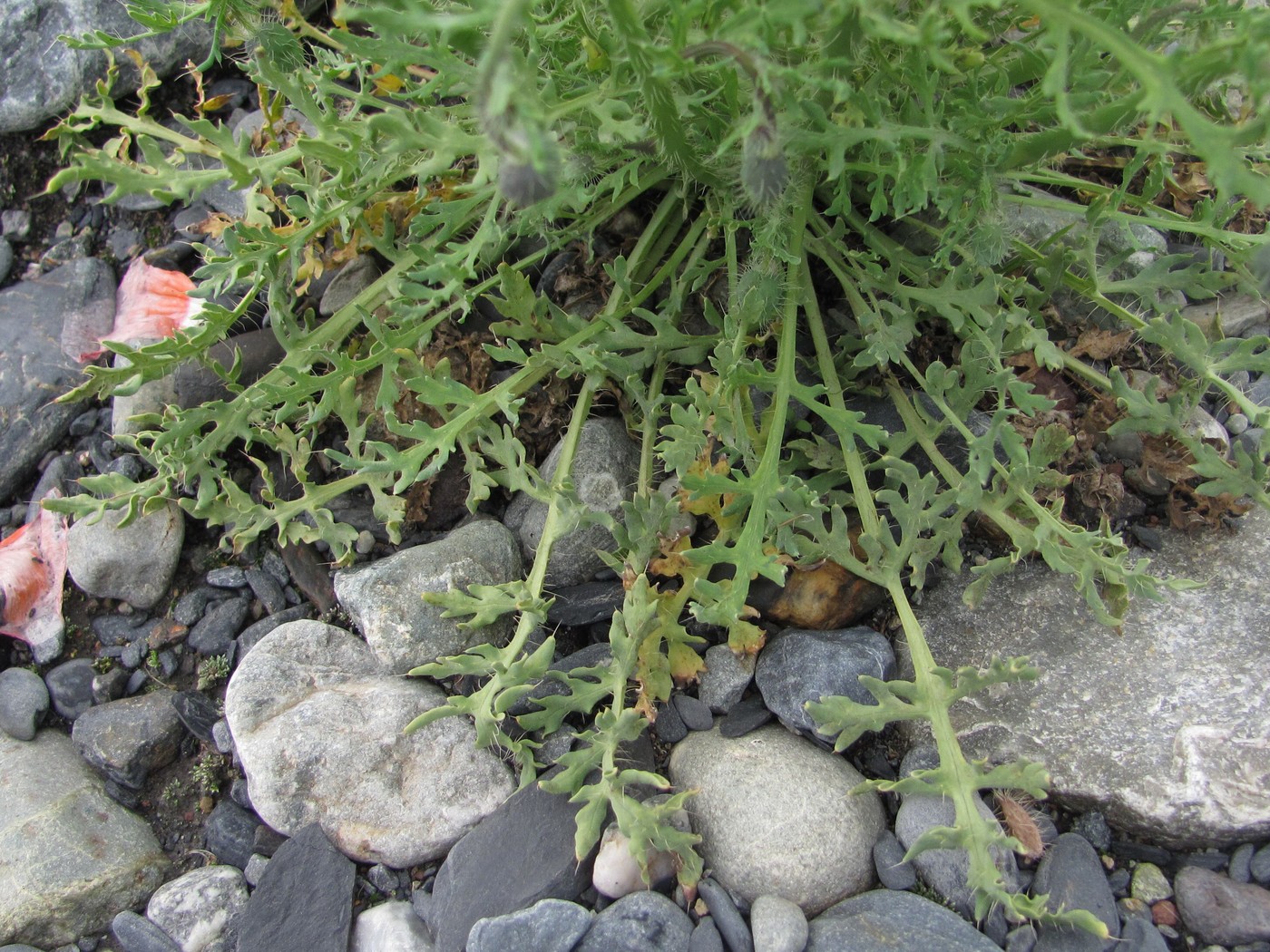 Image of Papaver fugax specimen.