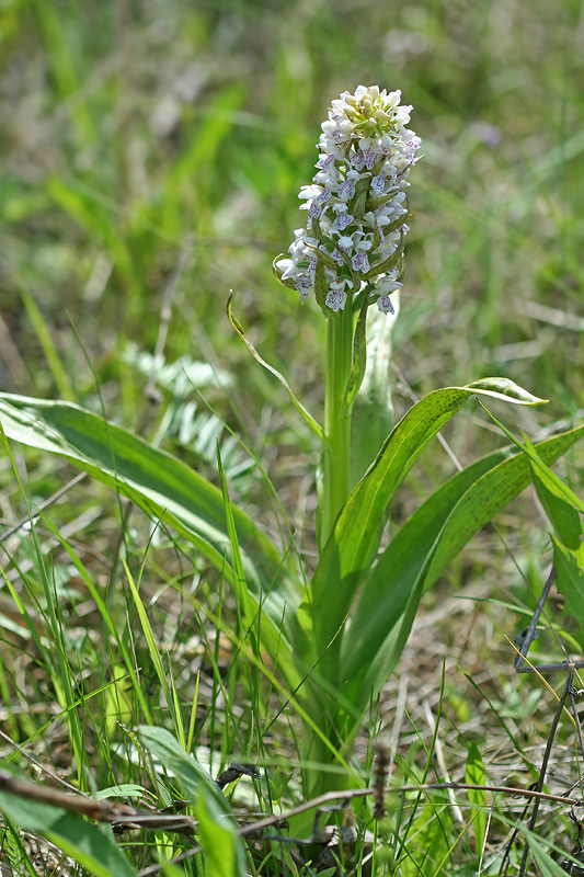 Image of Dactylorhiza incarnata specimen.