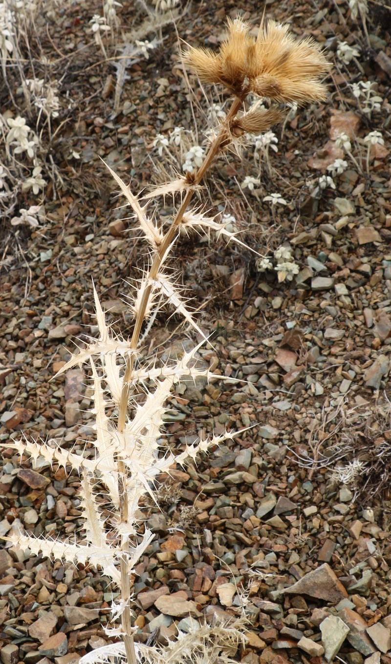 Изображение особи Cirsium congestum.