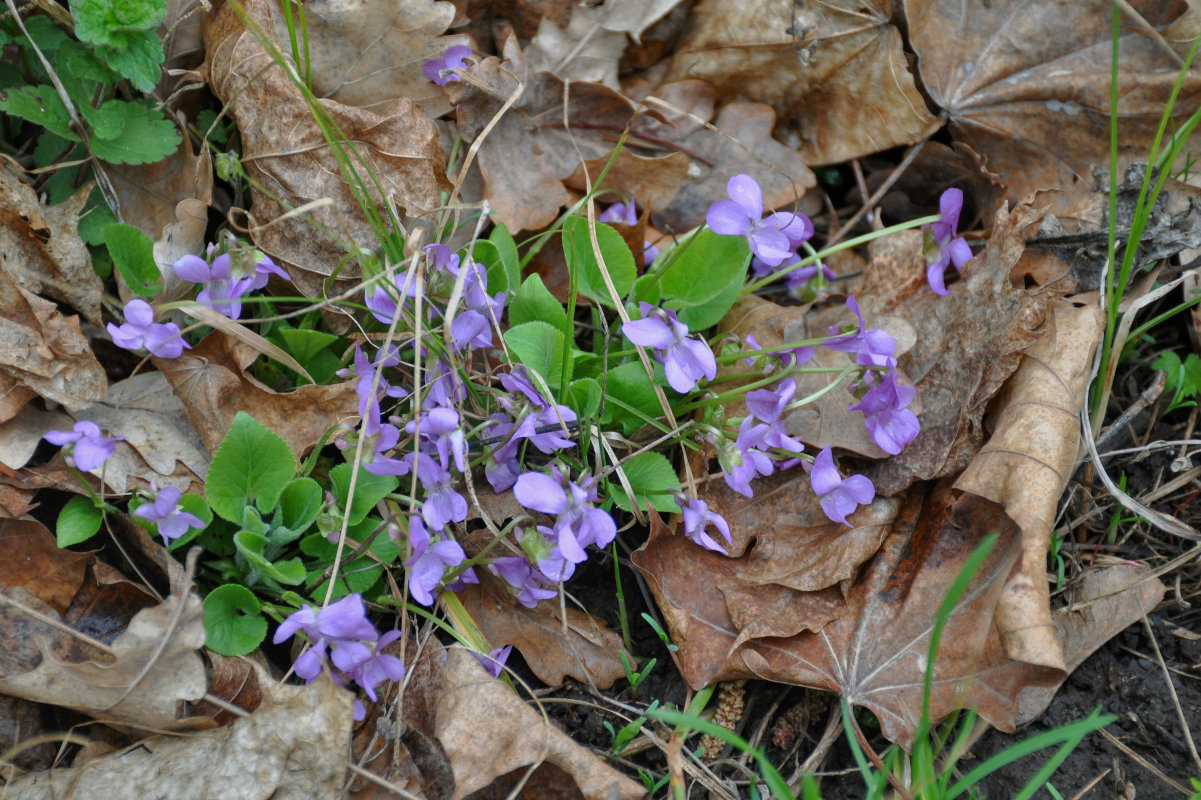 Изображение особи род Viola.