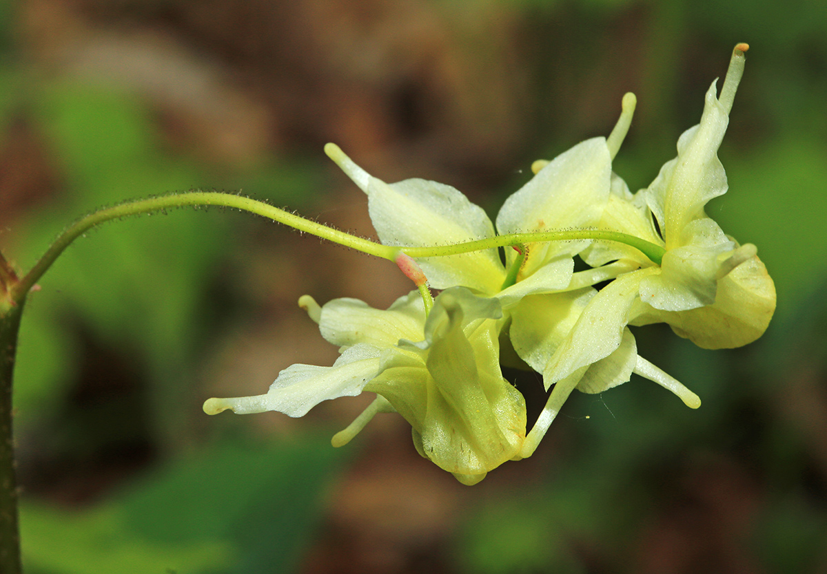 Image of Epimedium koreanum specimen.