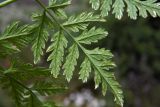 Смотреть изображение Conium maculatum