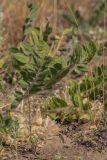Astragalus pubiflorus
