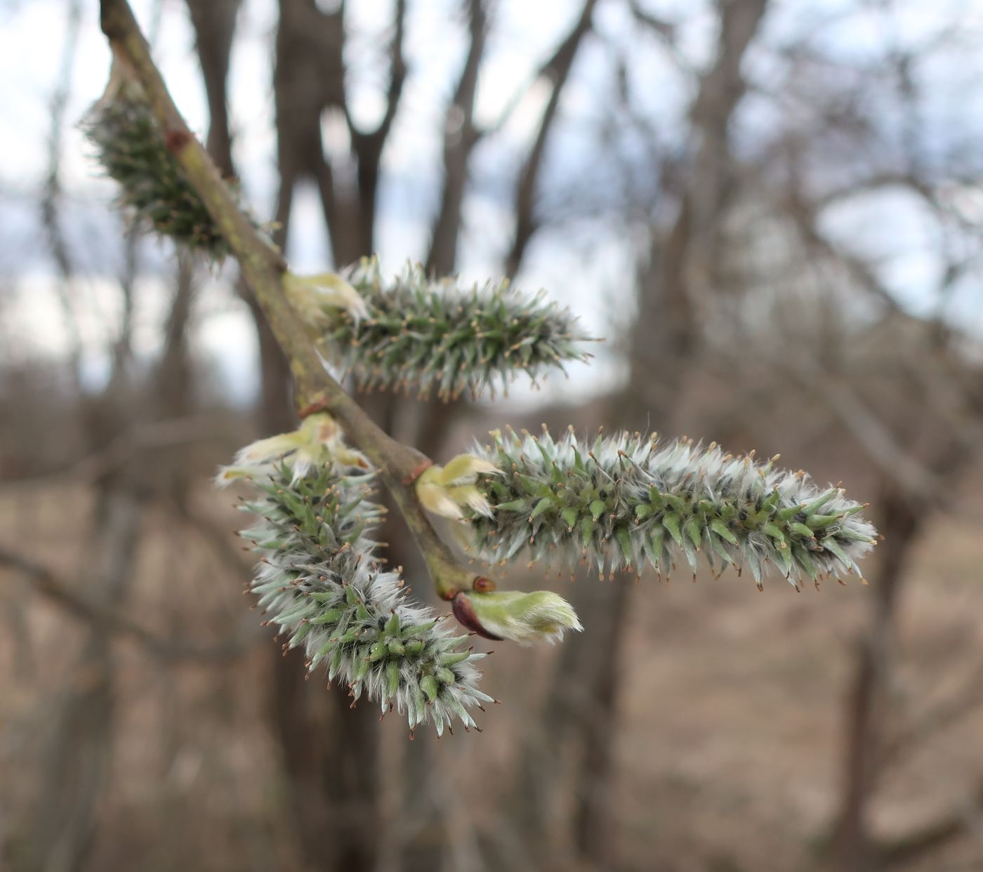 Image of Salix caprea specimen.