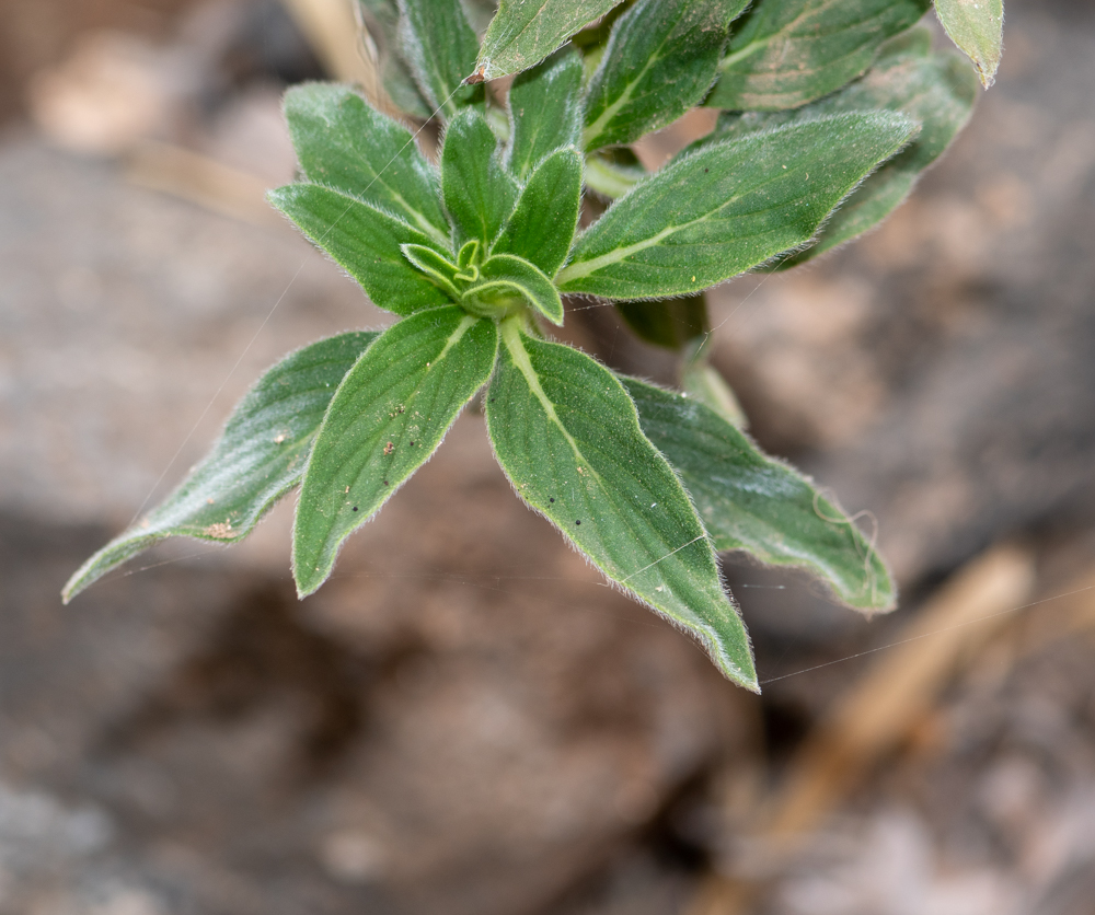 Image of Echium handiense specimen.