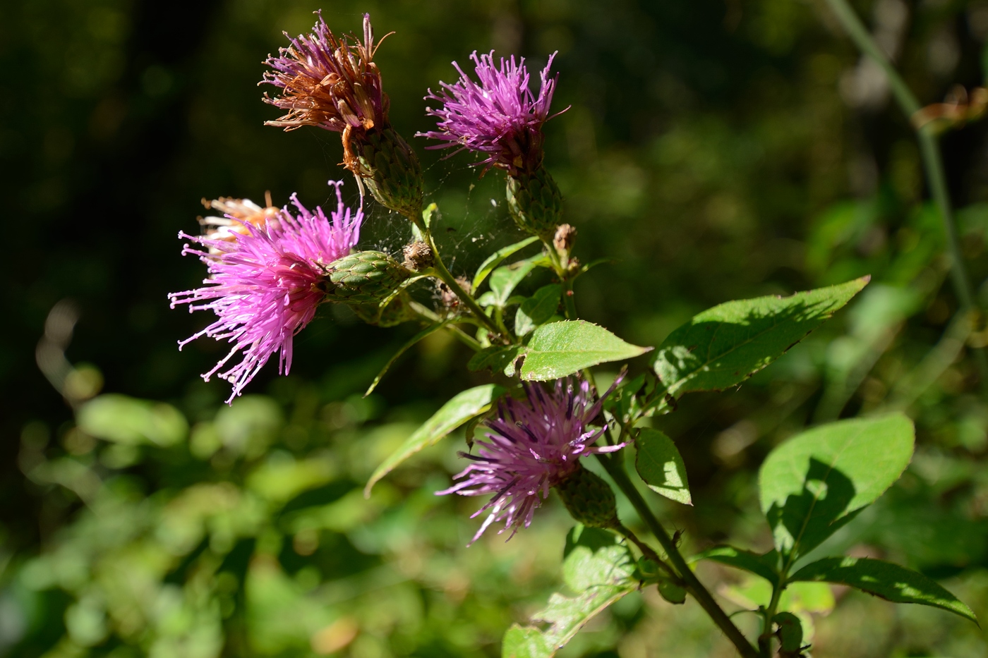 Image of Klasea quinquefolia specimen.