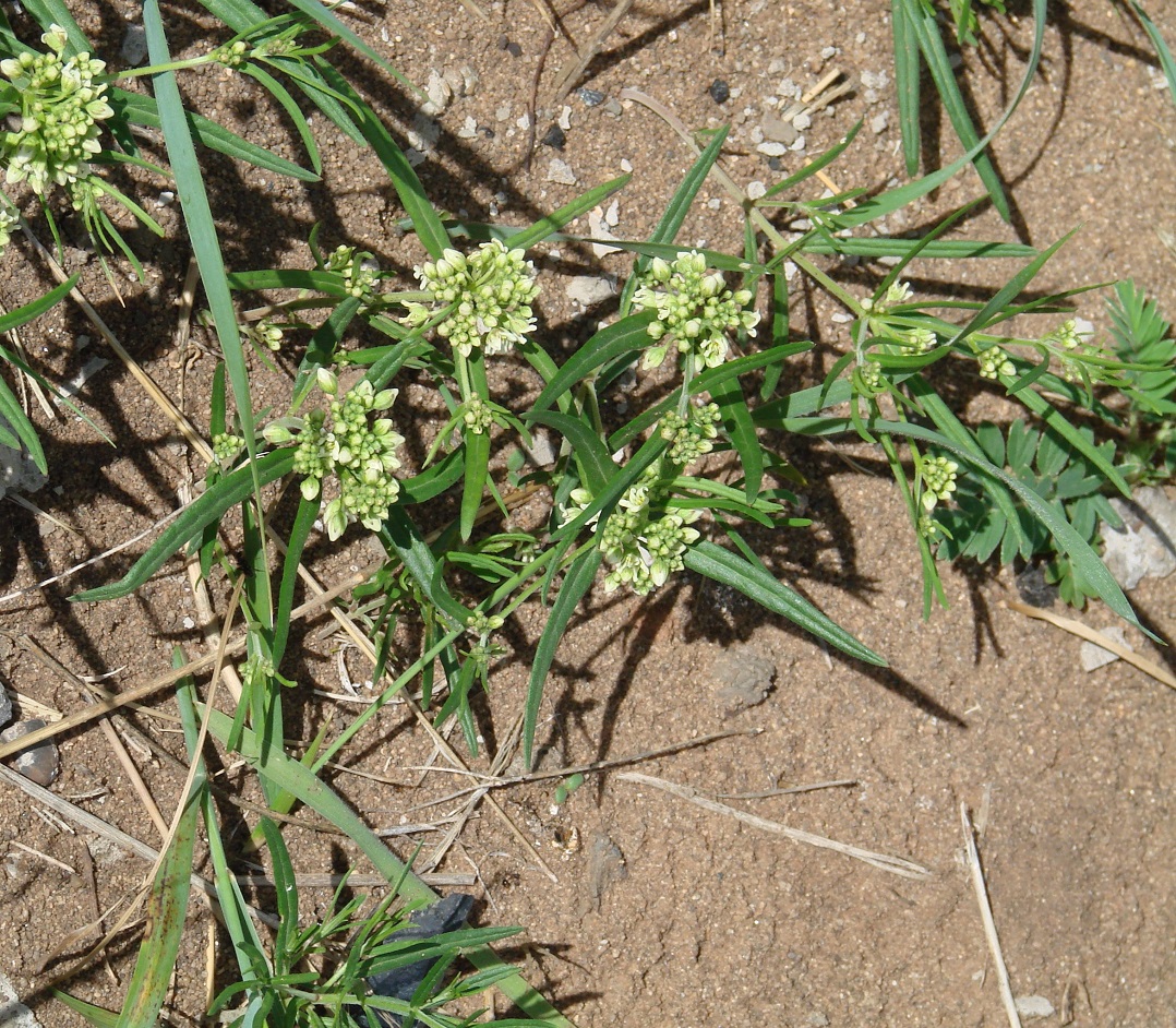 Image of Vincetoxicum sibiricum specimen.